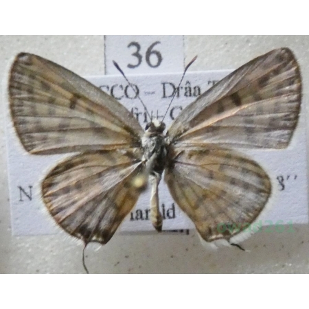 Tarucus rosacea (Austaut, 1885) male Morocco36